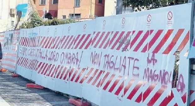 Largo Turriziani a Frosinone, lavori fermi per la magnolia e scritte per salvarla