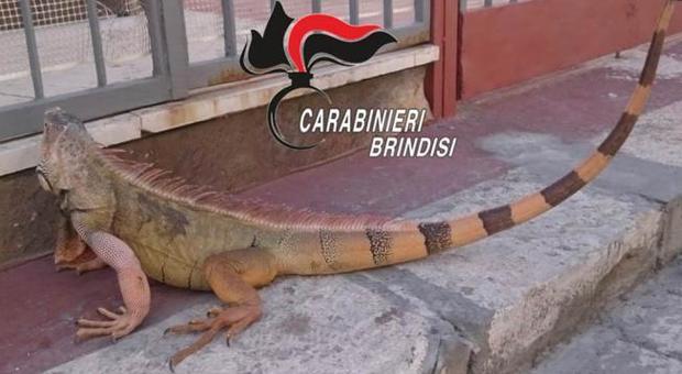 Brindisi, iguana a spasso per la città: terrore tra i passanti