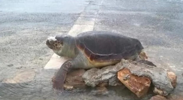 Il vento a 100 km orari fa finire la tartaruga marina in mezzo alla strada. (immagine pubblicata da Quotidiano di Puglia)