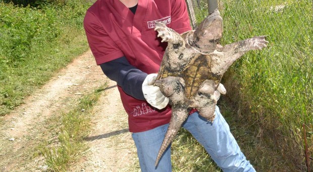 Tartaruga azzannatrice trovata a Napoli: i suoi morsi possono staccare le dita