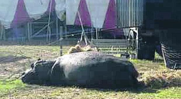 «Animali prigionieri nel circo», invito a boicottare lo spettacolo nel Napoletano