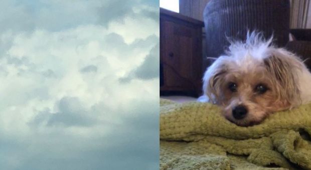 Il suo cane è morto, ma la padrona lo rivede (in cielo) tra le nuvole