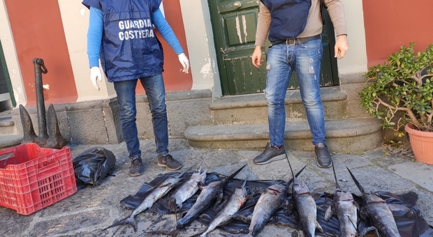 Pesca di frodo nel Napoletano, sequestrati nove giovani esemplari di pesce spada