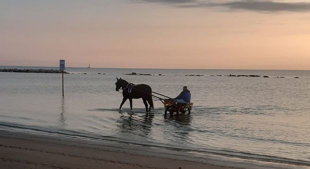Rom in spiaggia con il calesse trainato dal cavallo, supermulta di mille euro: sporca l'acqua