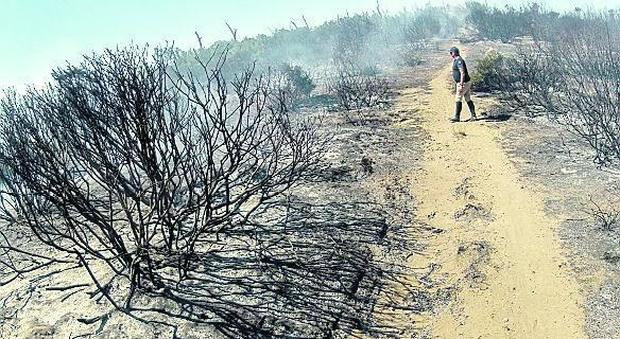 La riforestazione del dopo 2000 bruciata nel recente incendio