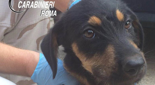 Roma, cani maltrattati e denutriti rinchiusi in giardino: denunciato 51enne