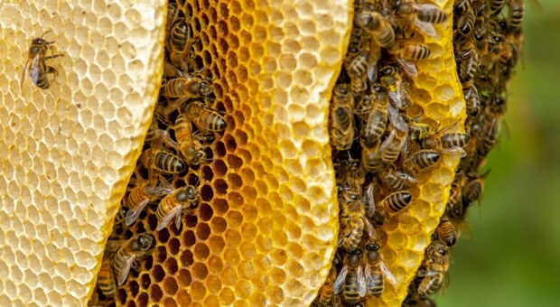 Puglia, 13mila sciami di api ingannate dal clima caldo. Coldiretti: «Nella nostra regione 32mila gli alveari risvegliati in anticipo»