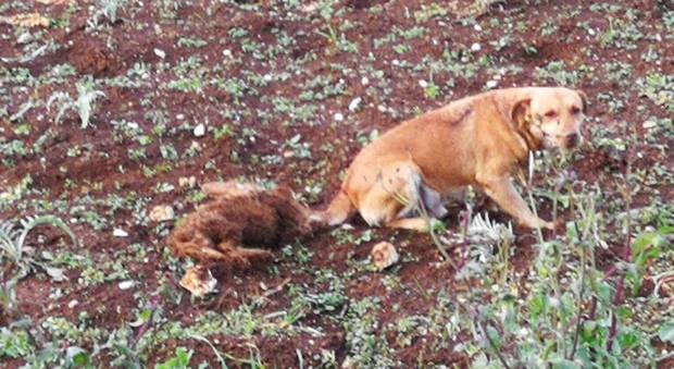 Cane randagio veglia per ore la cagnolina investita e uccisa da un'auto