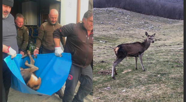 San Donato Val di Comino, cervo intrappolato su un tetto salvato dal personale del Parco Nazionale