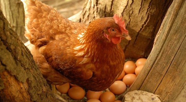 Blitz nella fabbrica di uova, sequestrate 4mila galline