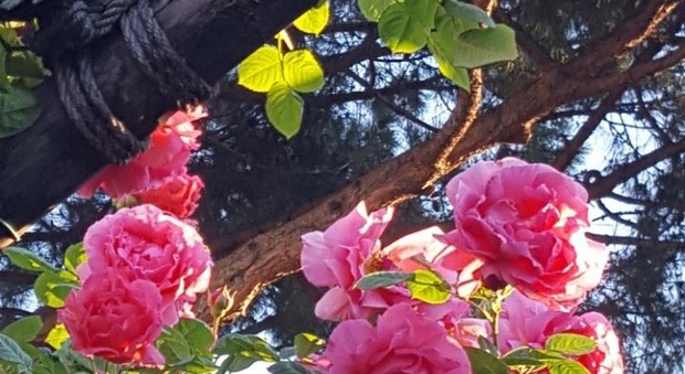 Maggio mese delle rose all'ombra del Vesuvio