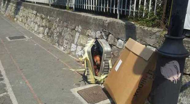 Rottweiler sigillato in valigia e abbandonato in mezzo ai rifiuti: orrore in strada a Nocera