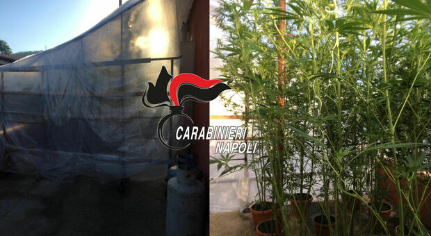 Pozzuoli, serra di cannabis in giardino: arrestato un 52enne, sigilli a 16 piante