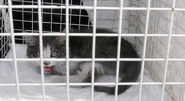 Tenta di far morire di fame colonia di gatti: anziano denunciato a Trezzano