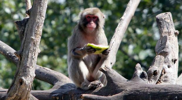 Un virus nei macachi allarma gli Usa, un pericolo per l'uomo: quattro scimmie infette, come si trasmette e i sintomi