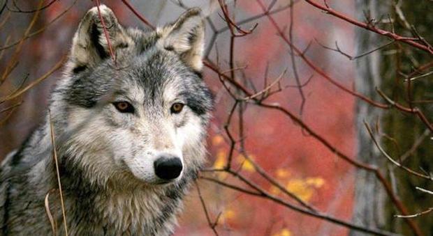 Sorpresa in Pedemontana: pastore avvista un lupo che insidia il gregge
