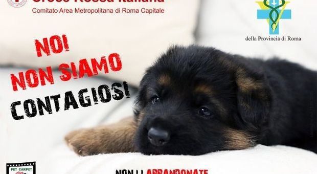 Coronavirus, parte la campagna di sensibilizzazione contro l'abbandono di animali domestici: «Non contagiano»