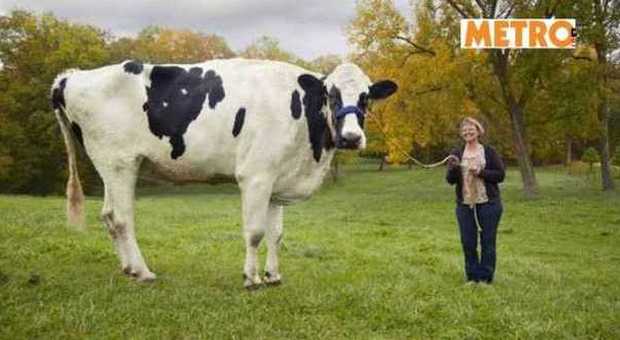 Morta Blosom, la mucca più alta del mondo "Misurava 1 metro e 90 centimetri"
