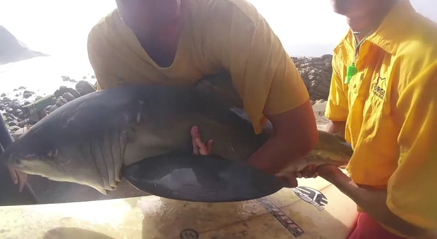 il baby squalo bianco adagiato sulla tavola da surf, salvato dai surfisti in Sudafrica (immagini e video di Joshua Farrer pubblicate su YouTube)