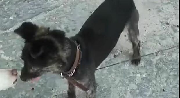Il cane abbandonato e recuperato a San Giovanni
