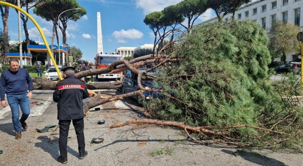 Paura sulla Cristoforo Colombo: albero crolla sulle auto, strada chiusa e traffico in tilt
