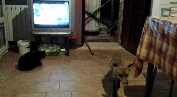 La volpe entra in casa mentre il gatto guarda la televisione (foto Ubaldi)