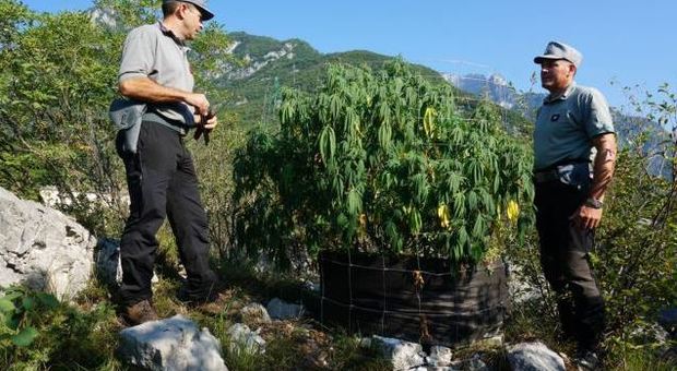 Forestali scoprono piantagione di canapa nel Parco nazionale Dolomiti Bellunesi