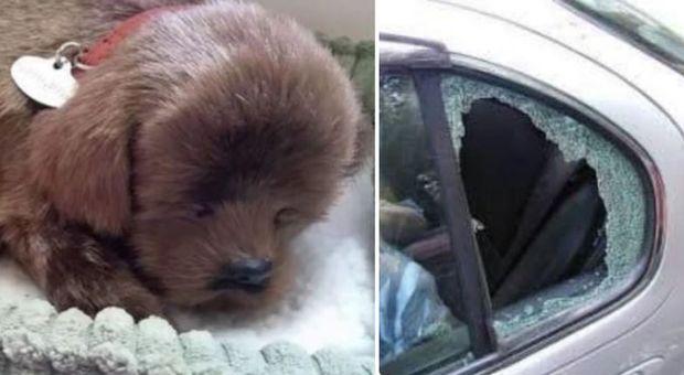 Vede un cucciolo nell'auto sotto il sole e rompe il finestrino per salvarlo: ma ...