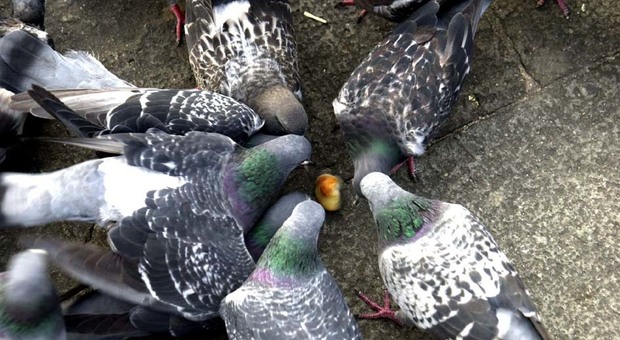 Coronavirus, esce per dare da mangiare ai piccioni: «È importante». Tutte le scuse più assurde