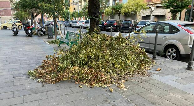 Napoli, pulizie e potature ma il verde resta a terra: allarme da Ponticelli