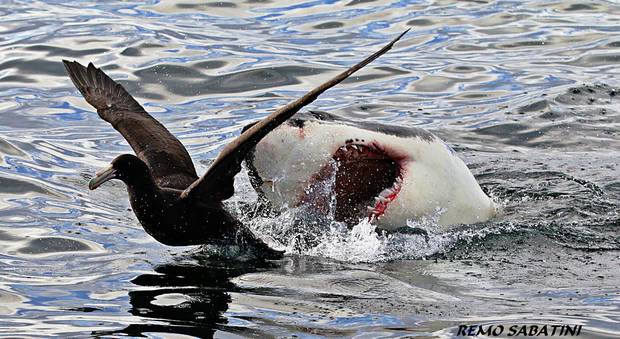 Lo squalo bianco attacca l'albatro: la fuga in tre scatti unici