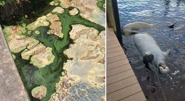 Catastrofe in Florida: alga tossica fa strage di pesci, delfini e tartarughe marine