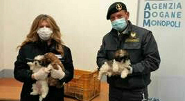 Traffico illegale di cani dalla Grecia: cuccioli nascosti in una cassetta per la frutta