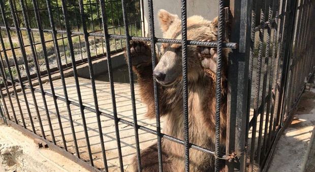 Roma, orsi in catene usati per foto nei ristoranti, al Bioparco 3 animali schiavi dall'Albania