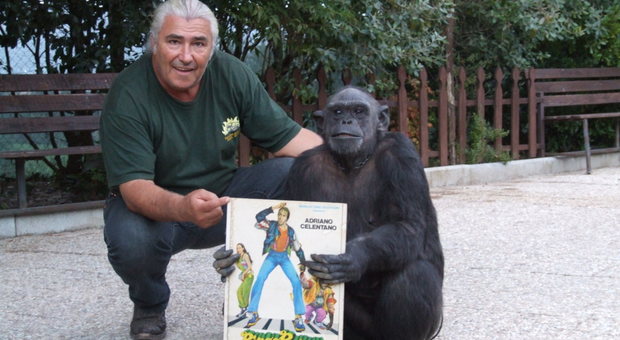 Giornata mondiale dello scimpanzè, domenica festa con "Tanga" ad Aprilia