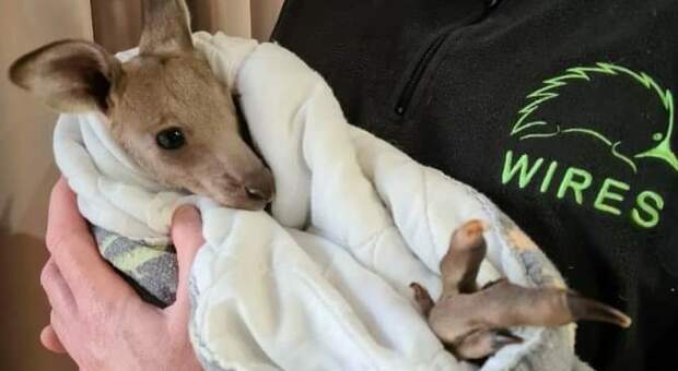 Orrore in Australia. Ragazzi uccidono 14 canguri. Solo un cucciolo sopravvissuto: lo hanno chiamato Hope.