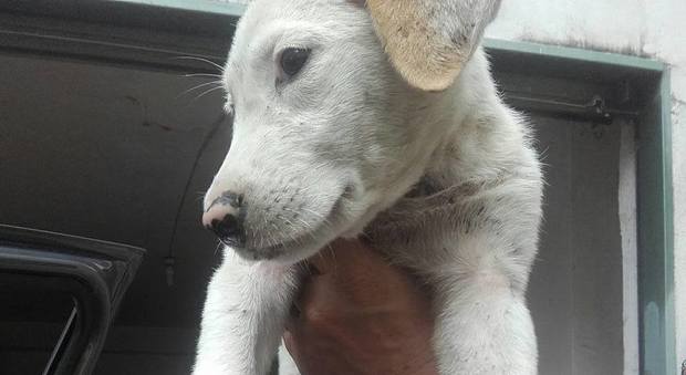 Cucciola di tre mesi abbandonata sul Chianiello, salvata dai volontari