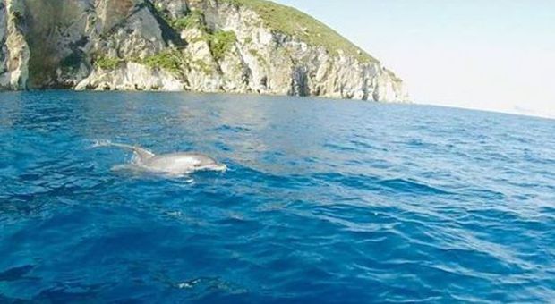 Bagno coi delfini tra Ponza e Ventotene: le immagini fanno il giro del web