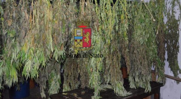 Ortaggi? No, quintali di marijuana pronta a invadere il mercato napoletano: in manette papà e figlio