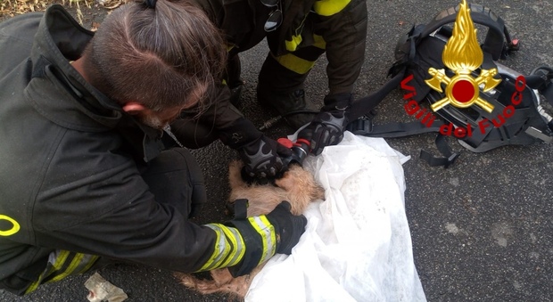 Roma, incendio in un appartamento: vigili del fuoco salvano dieci cani