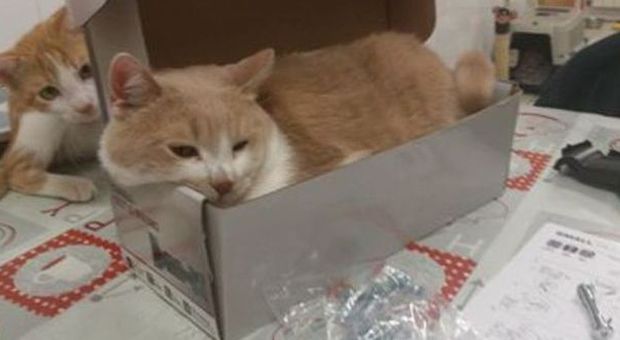 I gatti amano le scatole, ecco perché