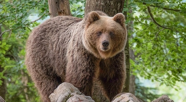 Aumentano gli orsi e i lupi, attivato un servizio a protezione delle greggi