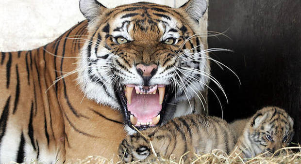 Spagna, tragedia allo zoo: tigre del Bengala sbrana una dipendente del parco