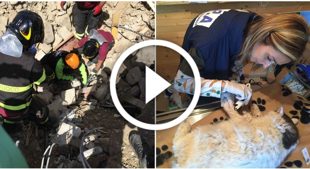 Terremoto, il gatto Pietro trovato vivo dopo 16 giorni sotto le macerie -GUARDA