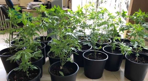 Piantagione di marijuana sul Carso: caccia al "coltivatore"