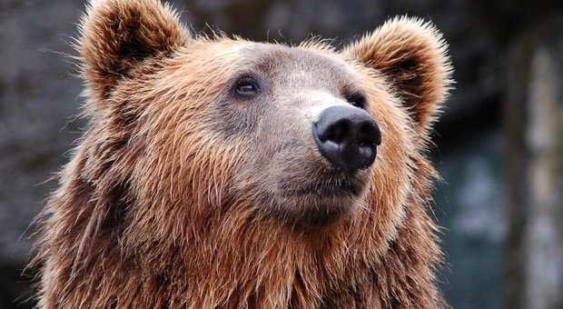 «Quell'orso ci ha aggrediti, ma va gestito non ucciso» (Foto di Pexels da Pixabay)