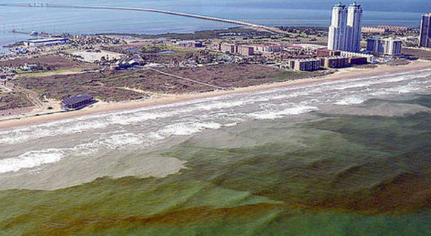 Florida, una marea rossa tossica assedia la costa ovest: a rischio turismo e pesca