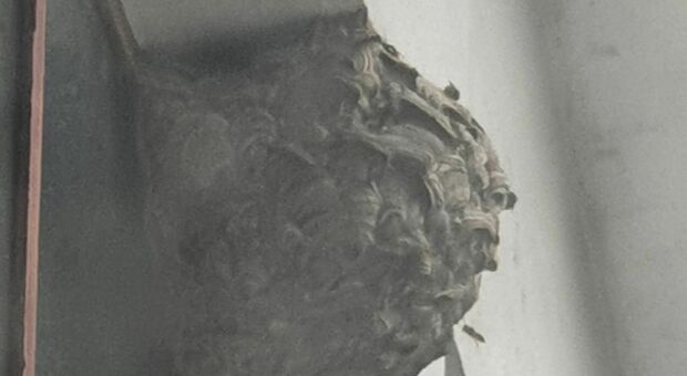 Vespe orientalis a Napoli, arrivano nuove segnalazioni di nidi: «Il circondario è invaso»