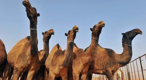 Arabia Saudita, 12 cammelli squalificati da concorso di bellezza: erano stati «abbelliti» con il botox