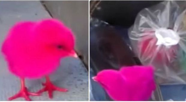 Colorati e infilati in un sacchetto di plastica: ​gli uccellini venduti come giocattoli